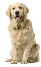 Sunkist - The Perfect Dog Sunkist - The Perfect Dog